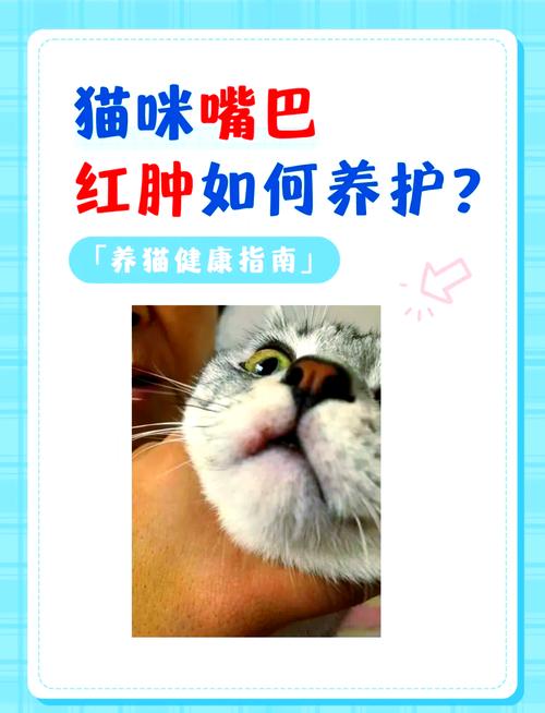 猫上火嘴肿了怎么办吃什么药好
