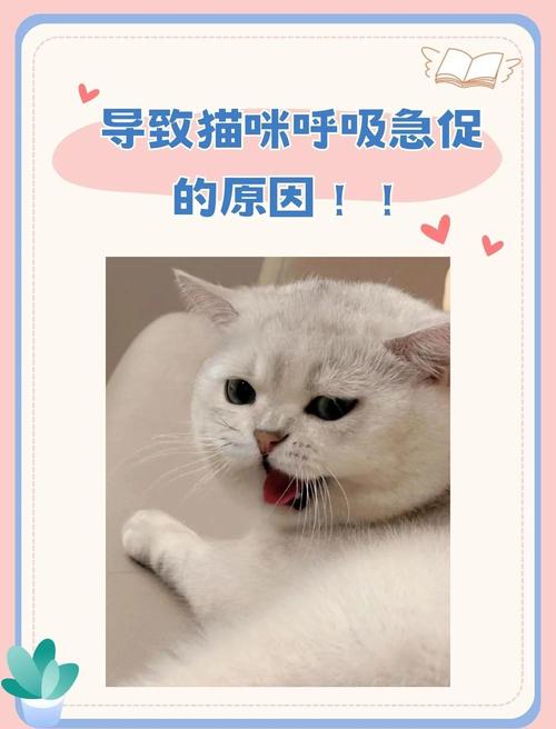 猫热的吐舌头呼吸急促怎么办