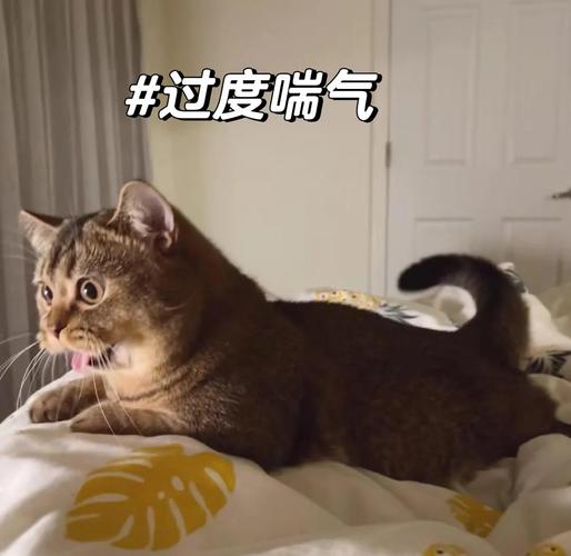 猫咪热的时候吐舌头呼吸急促怎么办
