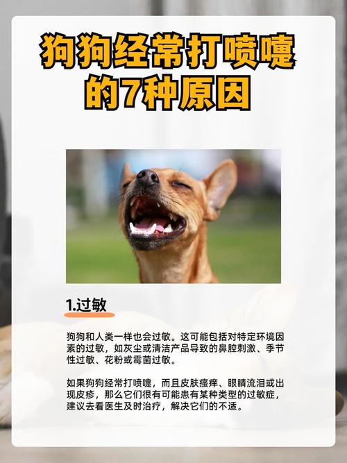 狗狗老是打喷嚏怎么办呢