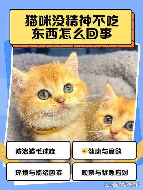 猫咪突然不吃东西但是精神很好