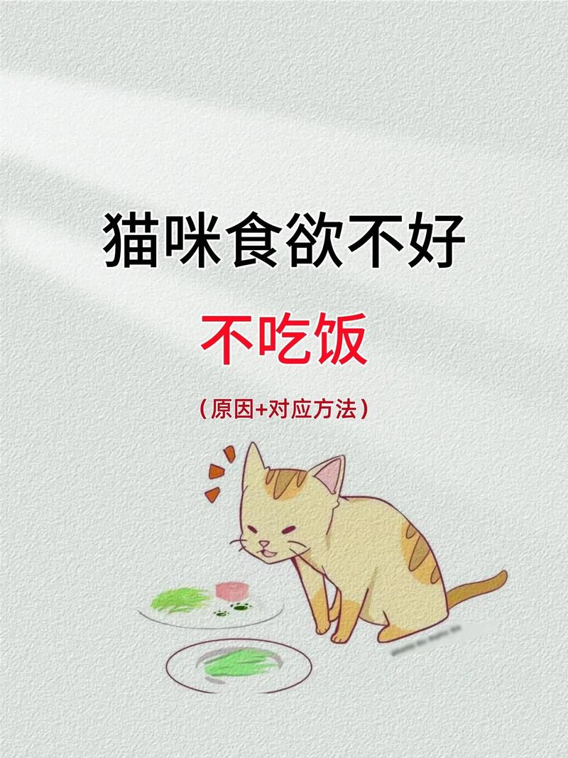 猫咪突然食欲下降但精神好