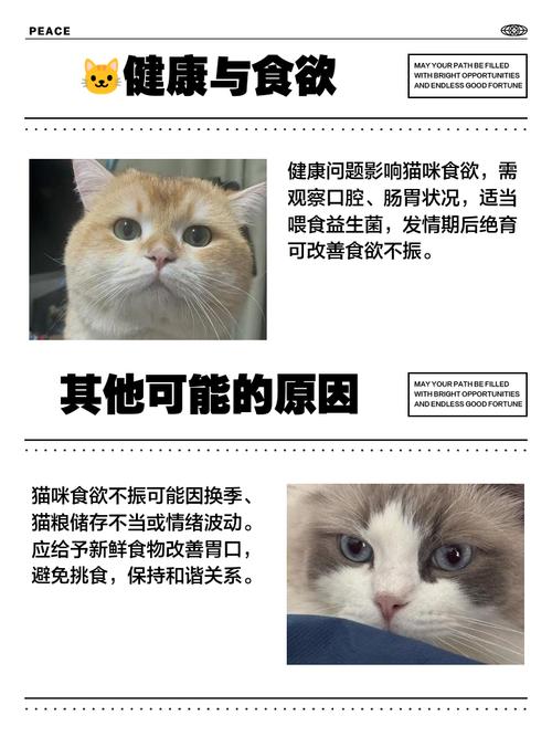 猫猫突然不吃不喝但是精神正常是怎么了?