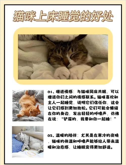 猫猫跑床上睡觉有什么危害呢?