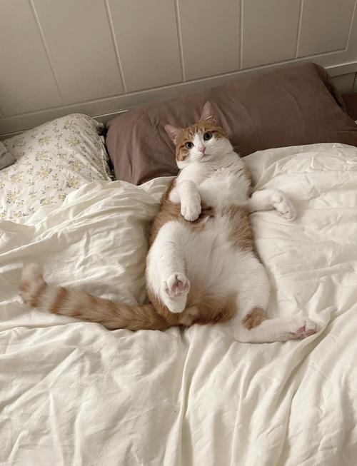 猫咪可以睡床上吗