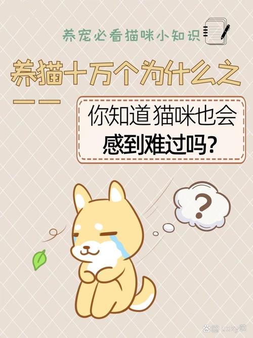 猫咪会因为主人不让它上床睡觉伤心吗