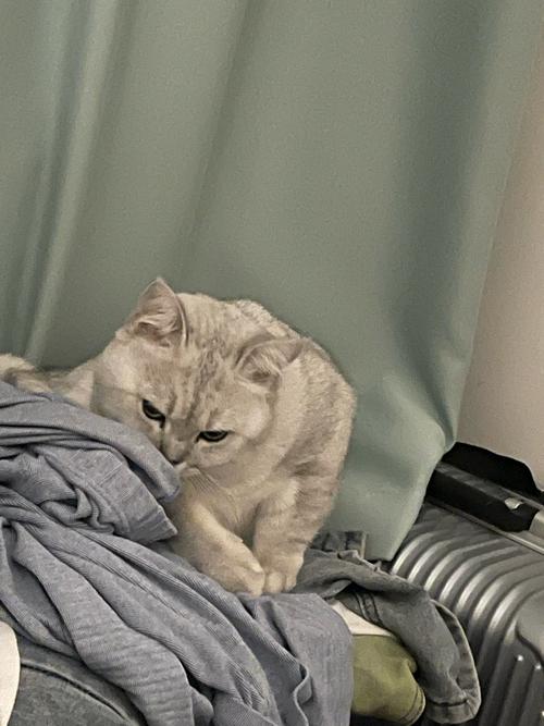 让猫睡床上有什么坏处