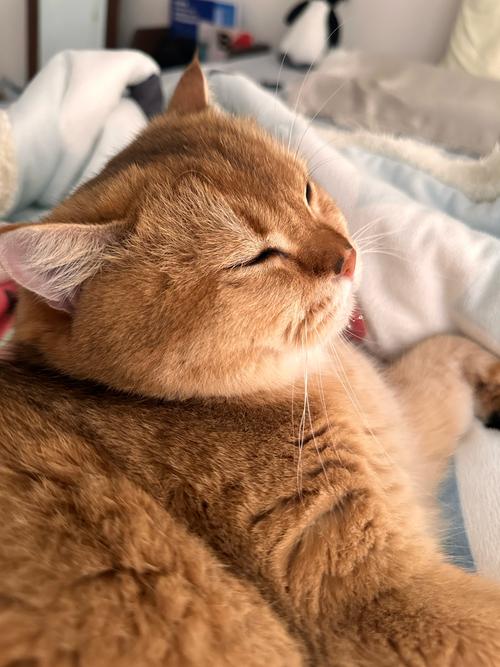 猫只在睡觉的时候流口水