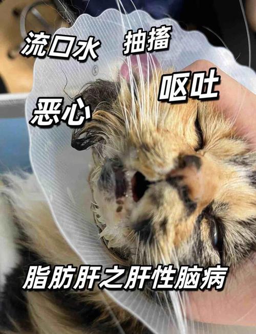 猫咪睡觉流口水