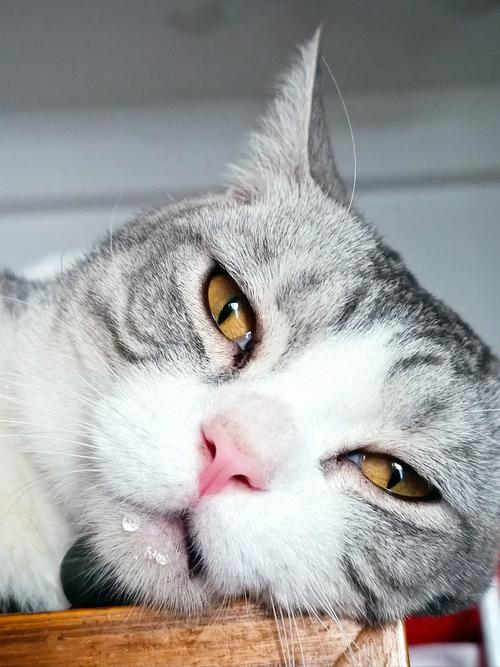 猫咪睡觉流口水口臭是什么原因