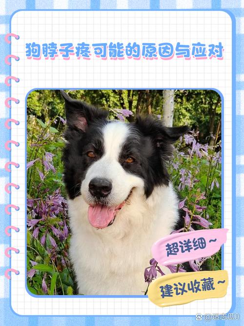 狗狗颈椎病的症状