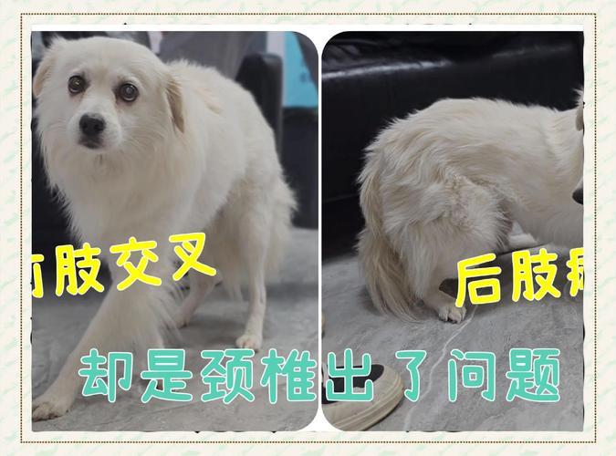 狗狗为什么会得颈椎病?