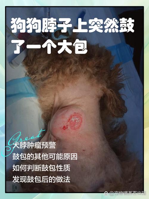 狗狗颈椎病有哪些症状