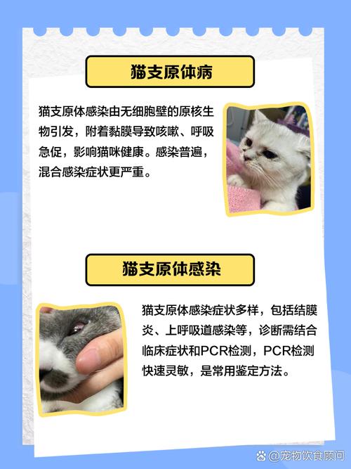 猫咪支原体阳性严重吗