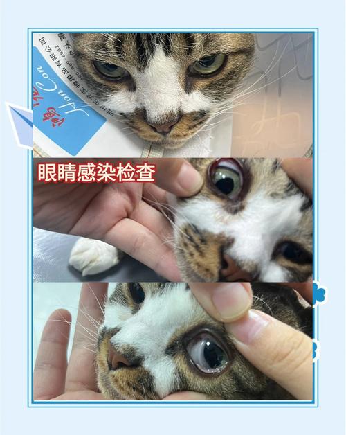 猫咪支原体感染是啥病