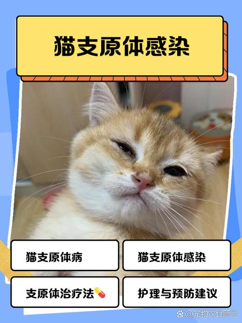猫咪支原体和衣原体感染是什么意思