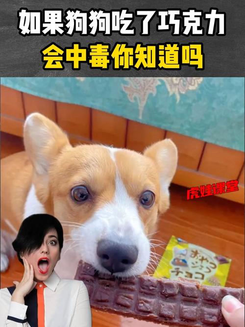 狗狗吃了巧克力的症状