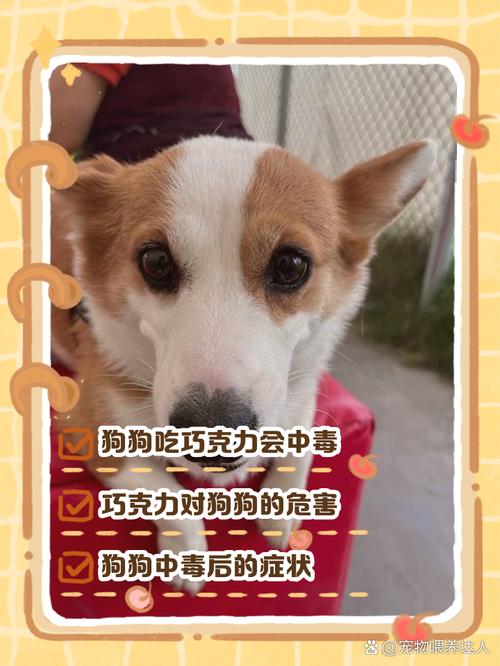 狗狗吃了巧克力会有什么症状