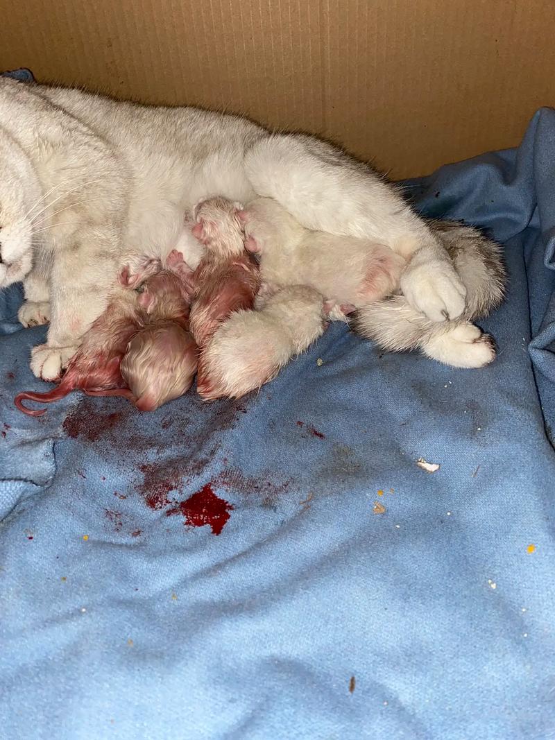 猫一窝能生几只?