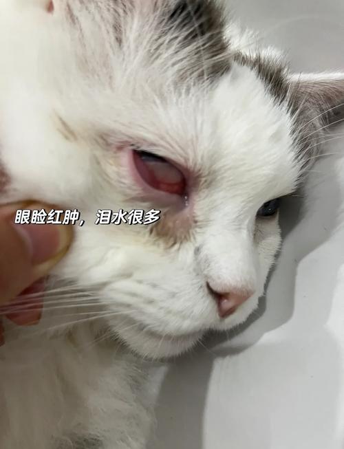 猫咪眼睛红肿、睁不开是怎么回事?