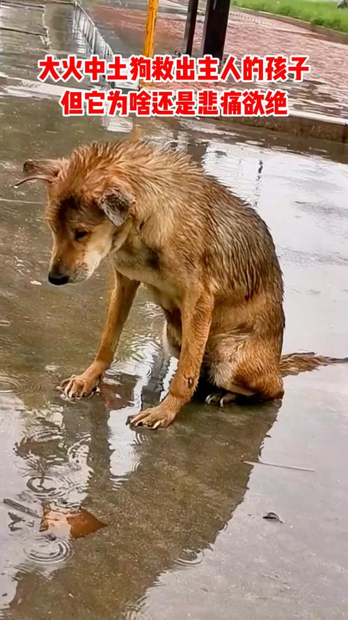 狗狗淋雨了会生病吗?