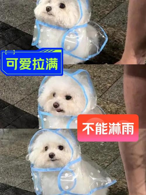 狗狗为什么不能淋到雨天