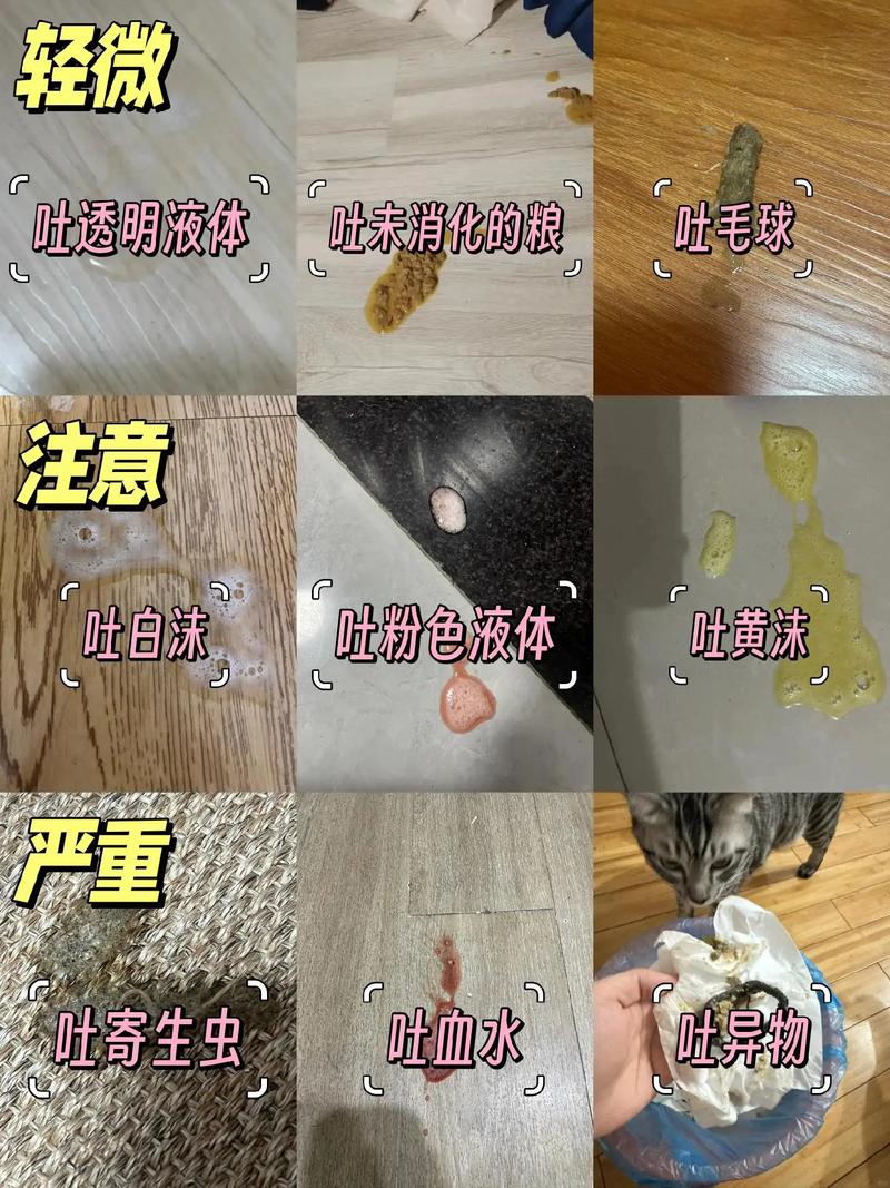 猫猫吐猫粮怎么回事