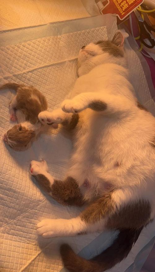 猫咪要生的前几天会一直叫吗?