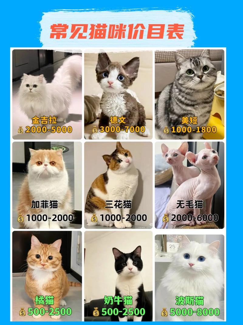 宠物店一只猫多少钱普通猫咪多少钱一只