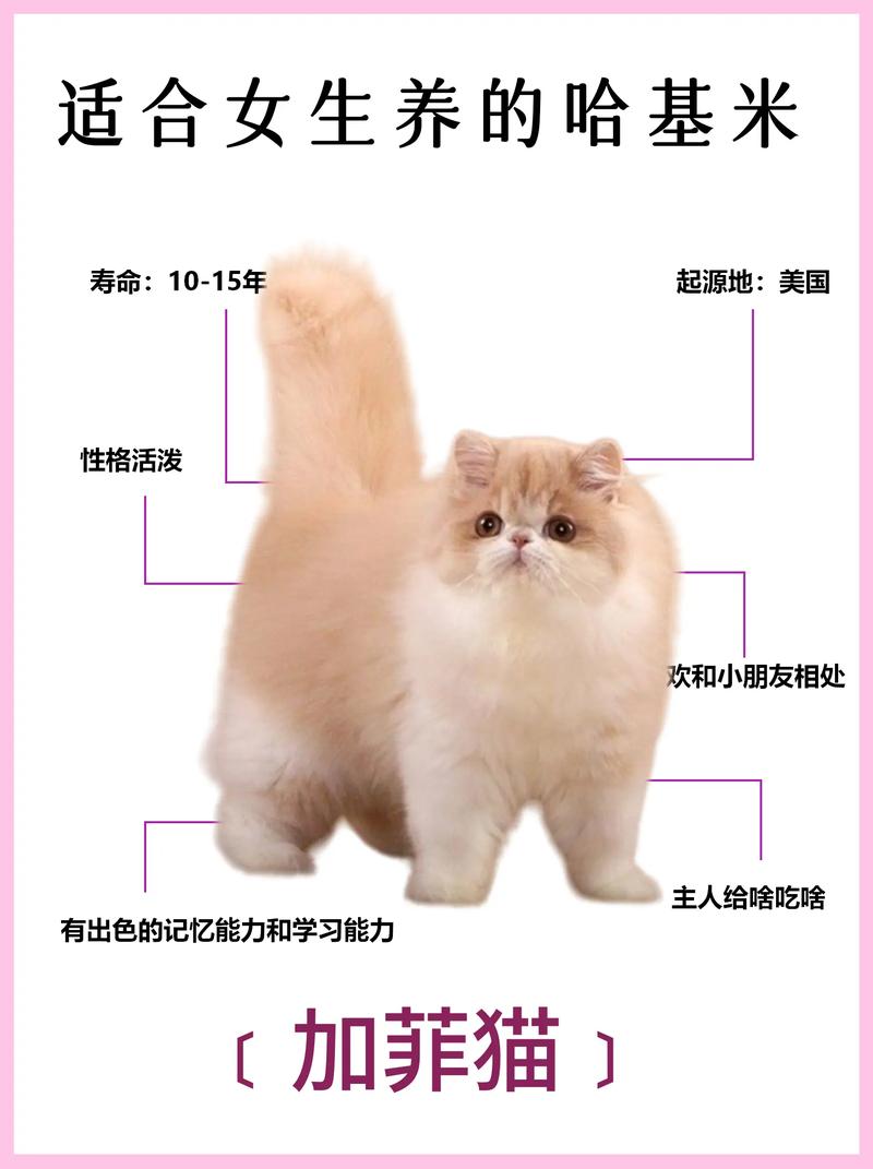 玄猫一般多少钱一只