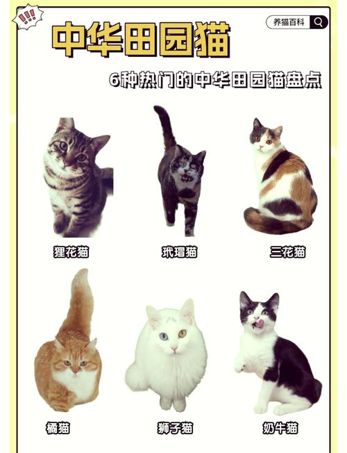 猫咪多少钱猫咪一般卖多少钱