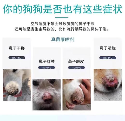 狗狗鼻子干裂抹什么药膏?