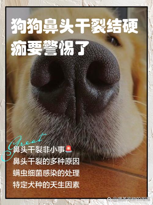 狗狗鼻子干裂结痂是怎么回事啊