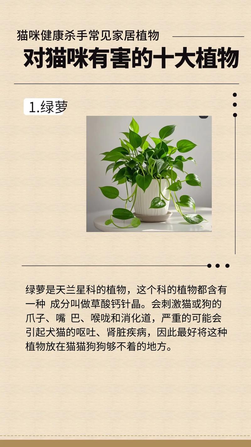 猫吃了绿萝怎么解毒