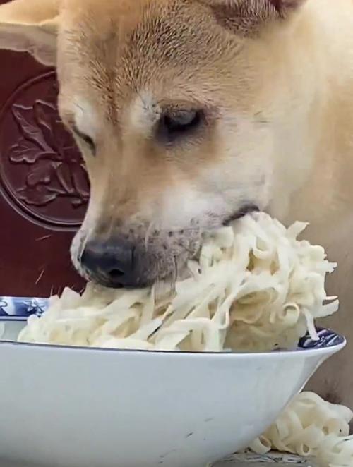小狗可以吃面条吗