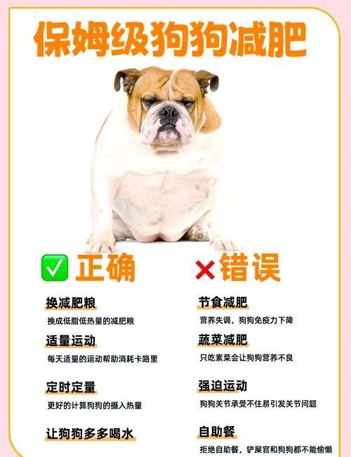 狗狗怎么才能减肥