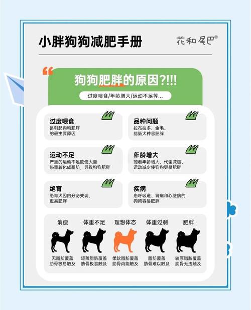 帮狗狗减肥的方法技巧