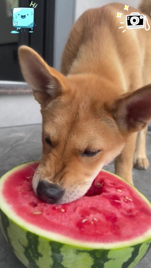 狗狗夏天能吃西瓜么