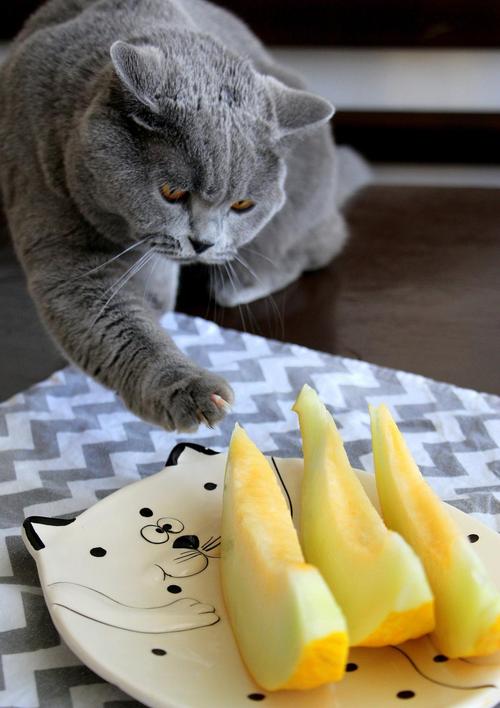 猫咪可以吃梨吗