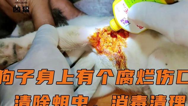 狗身上有洞里面有蛆好治疗嘛