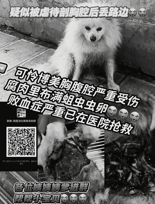 可怜的狗狗全身布满蛆虫