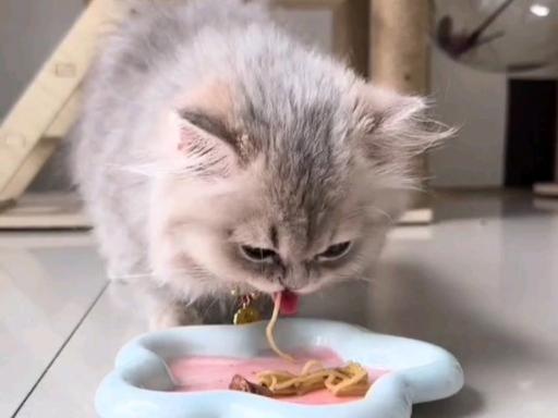 猫咪能吃甜的吗