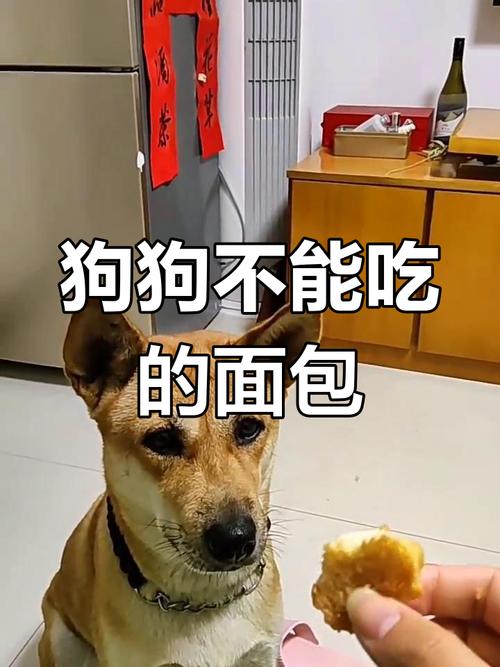 狗狗不小心吃了挺大一块面包怎么办?