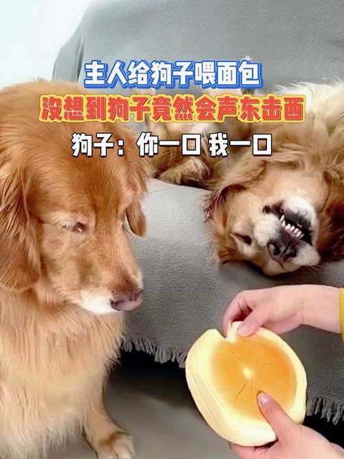 狗狗能吃面包吗?