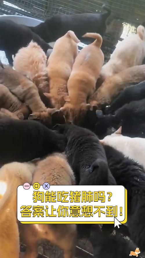 狗吃猪肺好不好