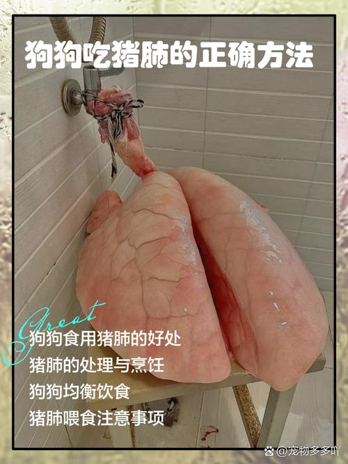狗吃猪肺的6大忌