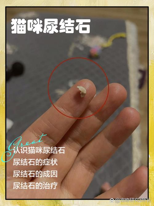 猫尿道结石后能活多久