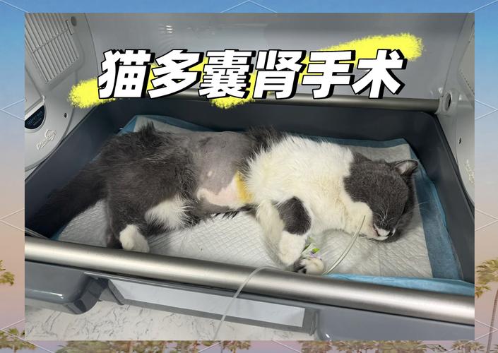 猫咪得了多囊肾能活多久?