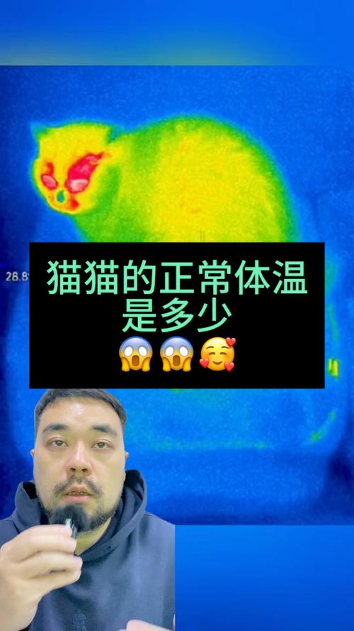 猫咪体温处于多少度的时候是正常情况