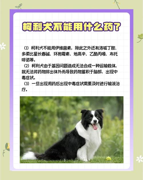 如何让狗狗不乱叫